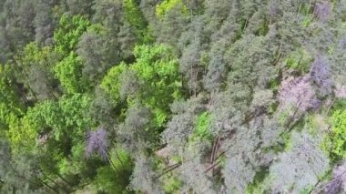 Ahşap panorama, üstten görünüm. Hava