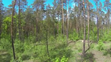 Mavi gökyüzü ile bahar ahşap üzerinde sinek yavaş. Hava manzara