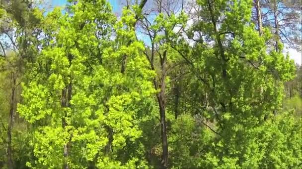 Wood and sky. Aerial up view — Stock Video