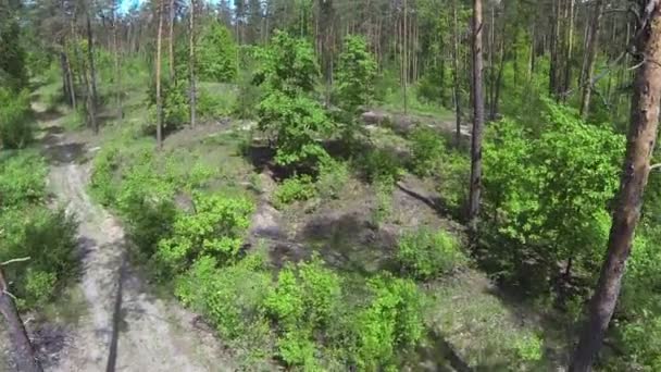 Montez au-dessus du bois vert du printemps. Aérien 