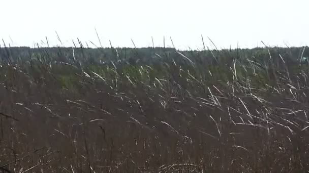 Rohrstock bei Wind an windigen Tagen. abstrakte Landschaft — Stockvideo