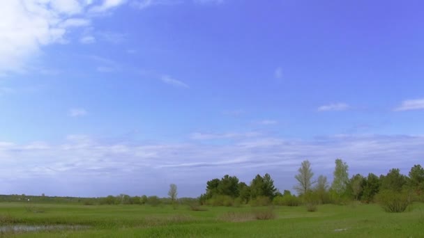 Landscape with the sky and trees — Stock Video