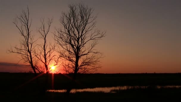 Paisaje con el cielo y árboles al atardecer — Vídeos de Stock