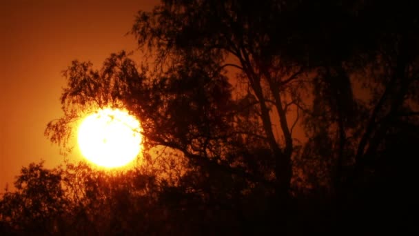 Landschap met blauwe hemel en bomen — Stockvideo