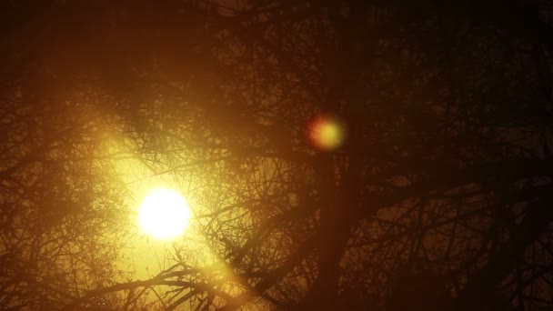 Sun movement through tree branches. Time lapse — Stock Video