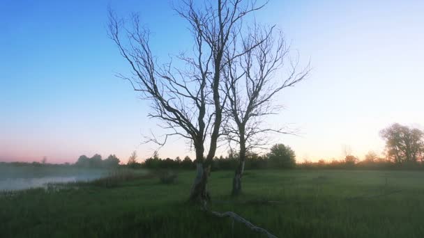 Fog over  lake in  field  with  dry tree. Time lapse landscape — Stock Video