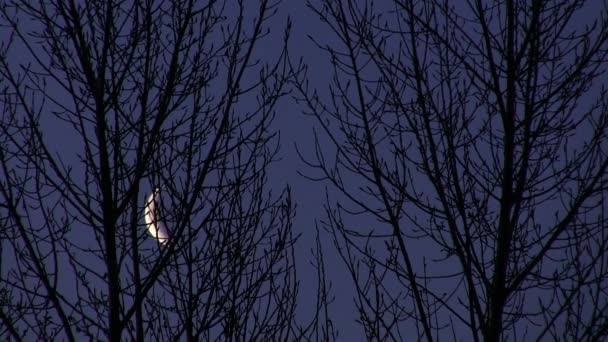 Nieuwe maan en hout in de nacht. Time-lapse — Stockvideo