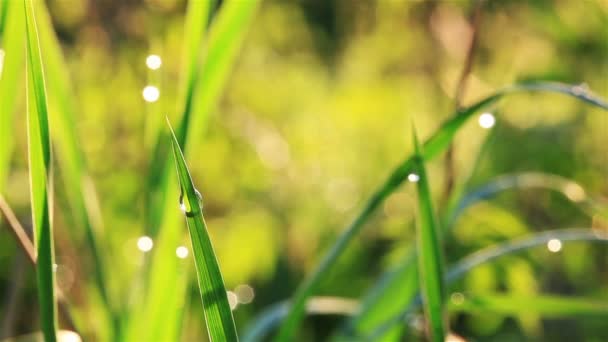 Kecantikan alam. Rumput hijau di tangkai lapangan dengan tetesan embun — Stok Video