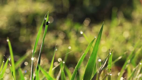 Grama verde no talo de campo com gota de orvalho. Beleza da natureza . — Vídeo de Stock