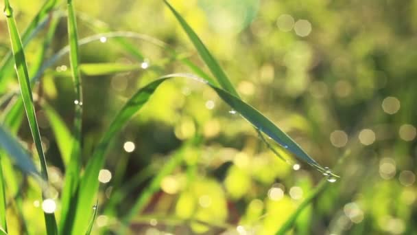 Beautiful grass with drops of dew largely — Stock Video