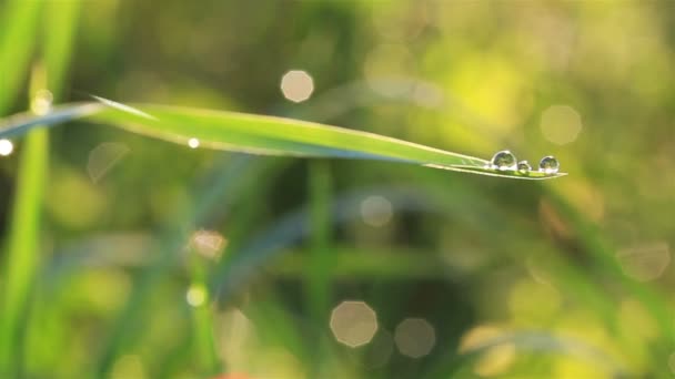 Naturens skönhet. Gräset stjälk med dew drop — Stockvideo