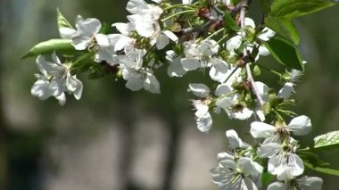Ağaç beyaz renge göre çiçek, dal. Yakın çekim