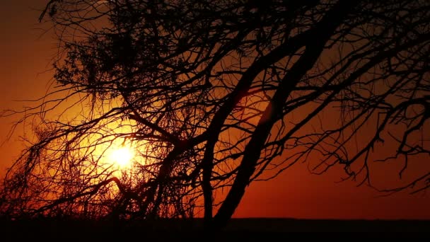 一棵树，日出的剪影 — 图库视频影像