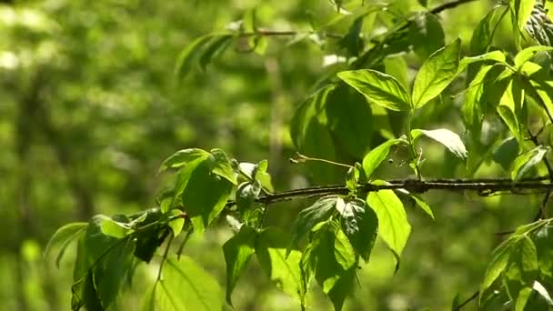 Πράσινο κλαδί του δέντρου στην ηλιόλουστη ημέρα — Αρχείο Βίντεο