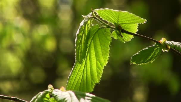 Hoja verde joven a la luz del sol — Vídeos de Stock