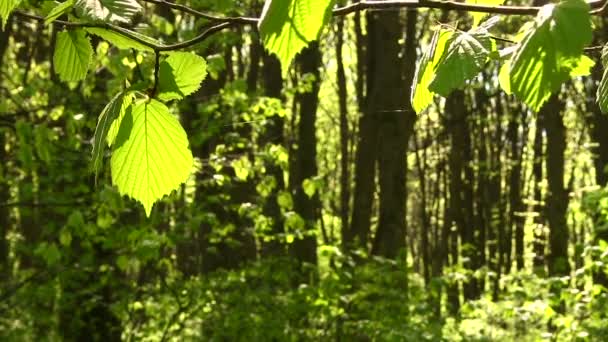 Våren trä med unga blad — Stockvideo