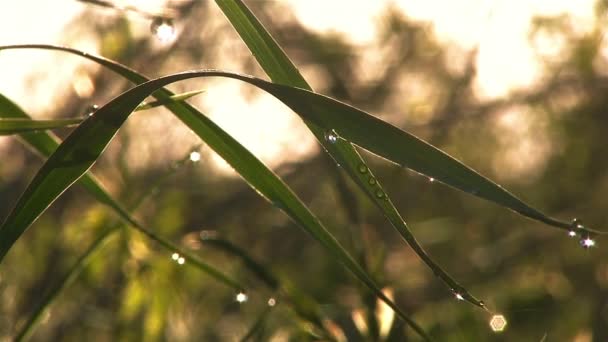 Rosée sur les tiges d'herbe — Video