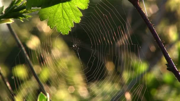 Web largely against green leaves — Stock Video