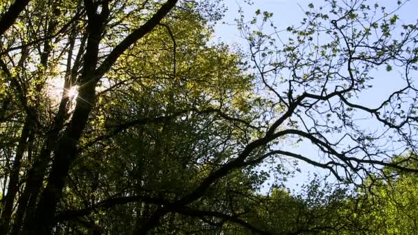 Soleil dans le bois. Délai imparti — Video