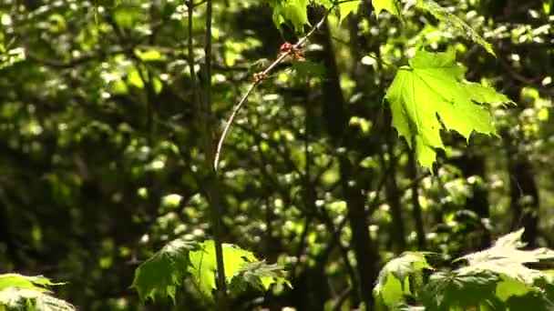 Green young leaf in a sunlight in windy wood — Stock Video