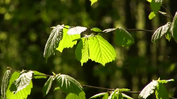 Foglia giovane verde alla luce del sole in legno ventoso. Da vicino. — Video Stock