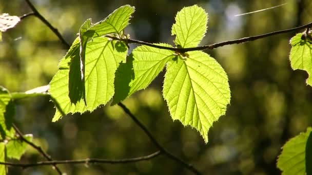 Foglia giovane verde con luce solare in legno ventoso. Da vicino. — Video Stock