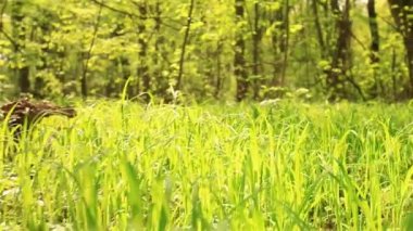 Yavaş hareket parlak çim. Hayvan görünümü