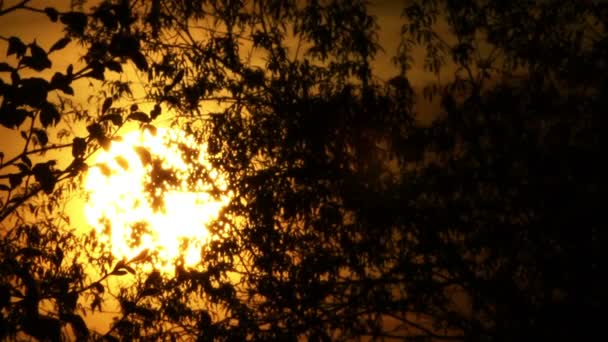 Alba di sole giallo e albero. clip time lapse — Video Stock