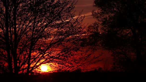 Nascer do sol na cor do céu vermelho e na árvore. clipe de lapso de tempo — Vídeo de Stock