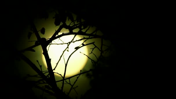 Lever du soleil mystique jaune dans le bois. clip time lapse 