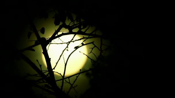 Sunrise   of yellow mystical sun  in wood.   time lapse clip — Stock Video