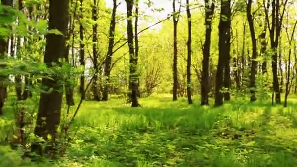 Caminar sobre la madera de color amarillo brillante — Vídeos de Stock