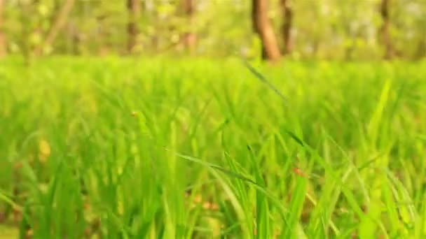 Herbe verte et jaune dans le bois. Vue animalière 