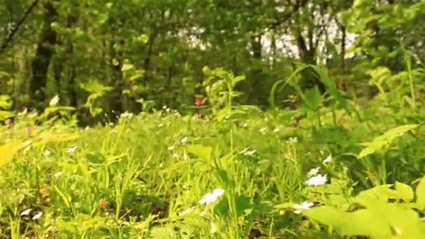 Γρασίδι και λουλούδια στο ξύλο. Προβολή των ζώων — Αρχείο Βίντεο