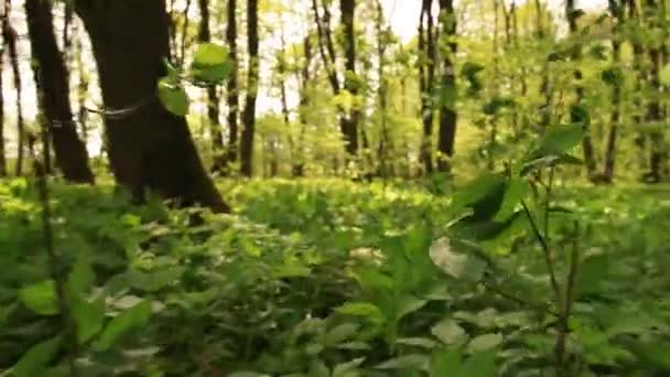 Grass and flowers in  bright wood. Animal view — Stock Video