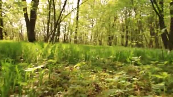 Sendero forestal de los animales . — Vídeo de stock