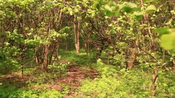 Des arbres en bois. Paysage lumineux — Video