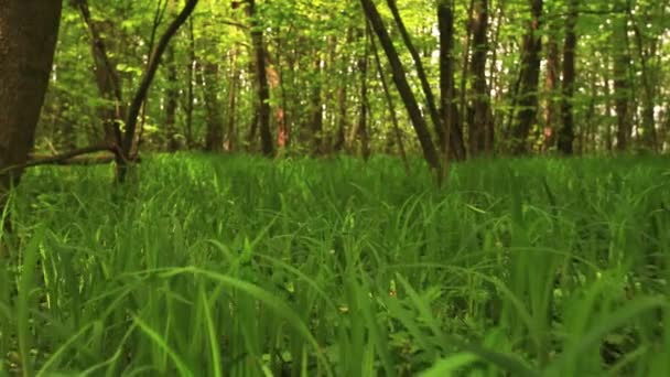 Hierba verde y madera. Movimiento lento — Vídeos de Stock