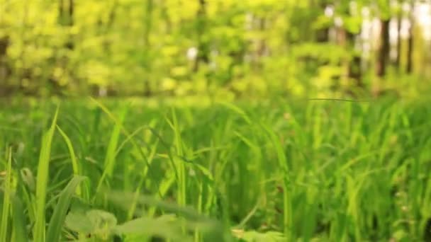 Movimiento lento en hierba de color amarillo brillante. Vista animal — Vídeo de stock