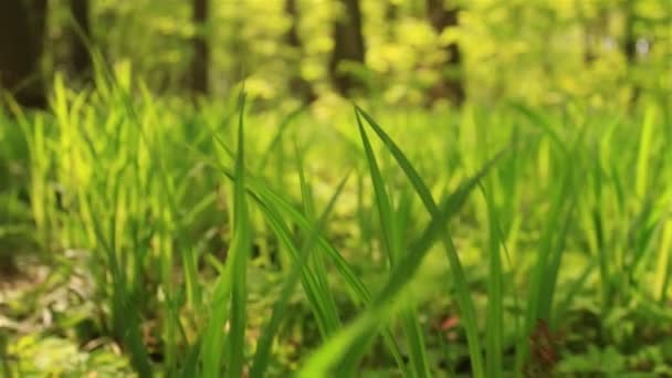 Mouvement lent dans l'herbe brillante. Vue au ralenti animal 