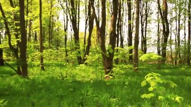 Zomer lichte hout met gele bladeren — Stockvideo