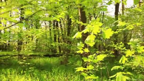 Verano madera brillante con hojas amarillas — Vídeo de stock