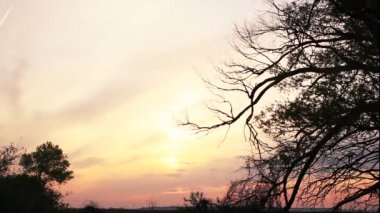 Ağaç ve güzel günbatımı gökyüzü bulutlu dalı. Zaman atlamalı