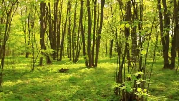 Καλοκαίρι κίτρινο φωτεινό ξύλο με φύλλα — Αρχείο Βίντεο