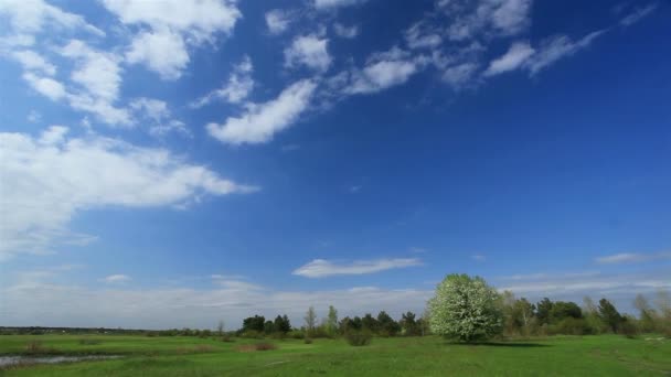 Schöne Wolken und blühender Baum. Zeitraffer — Stockvideo