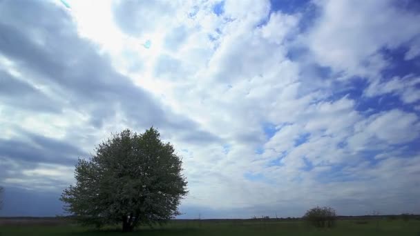 Beautiful clouds and  tree. Time lapse — Stock Video