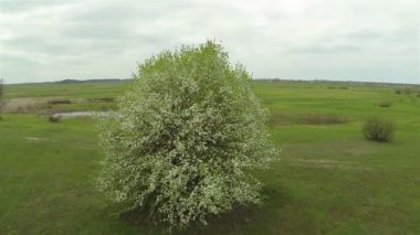 Şu yeni gelişen ağaç bahar. Hava