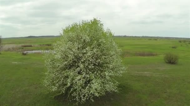 Bloeiende boom in het voorjaar. Luchtfoto — Stockvideo