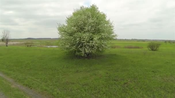 Champ, bois et lac. Paysage. Aérien — Video