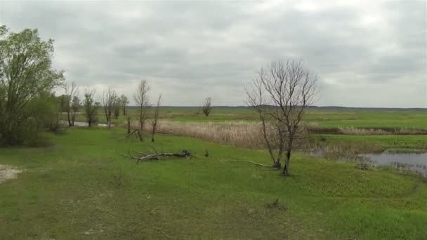 Árboles secos y lago con caña. Paisaje aéreo — Vídeos de Stock